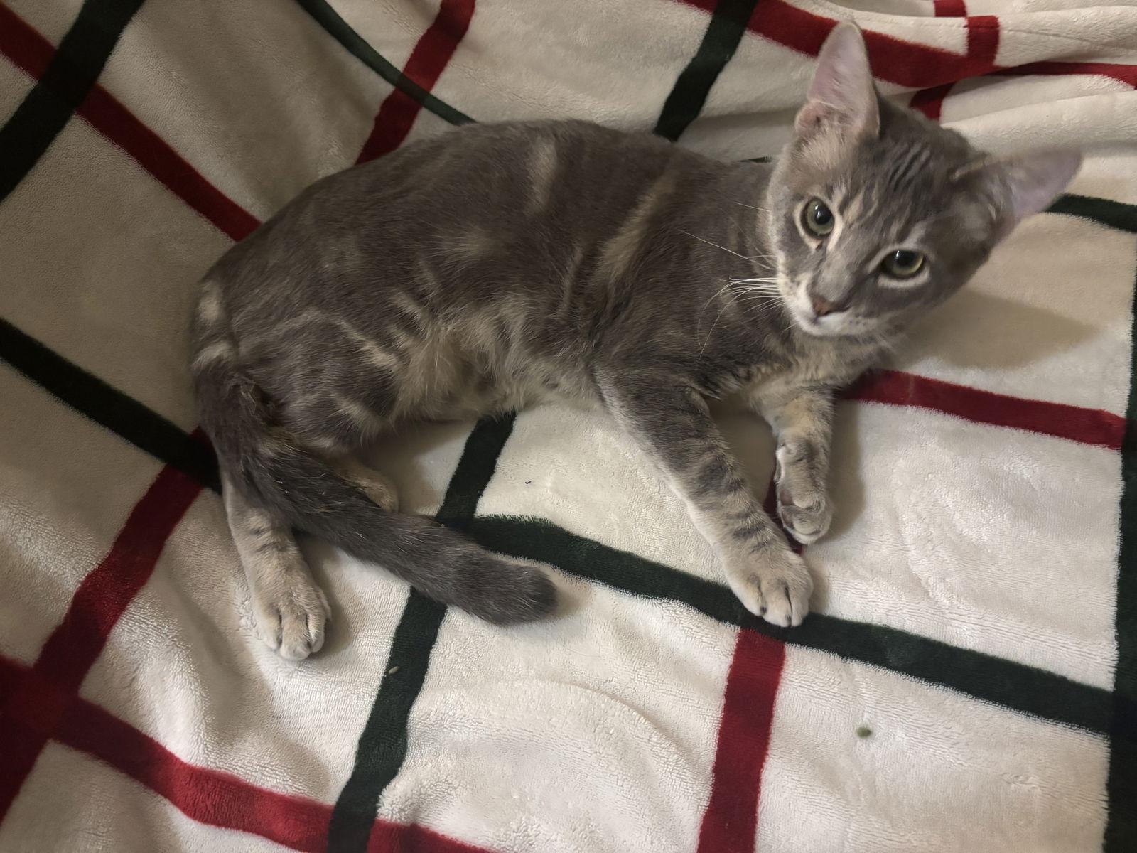 DIPPER, Adoptable, Kitten Male Domestic Short Hair.