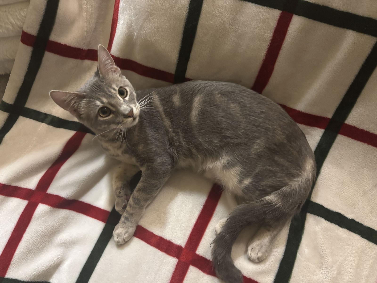 DIPPER, a Adoptable Domestic Short Hair in Santa Clara, CA image 2/3