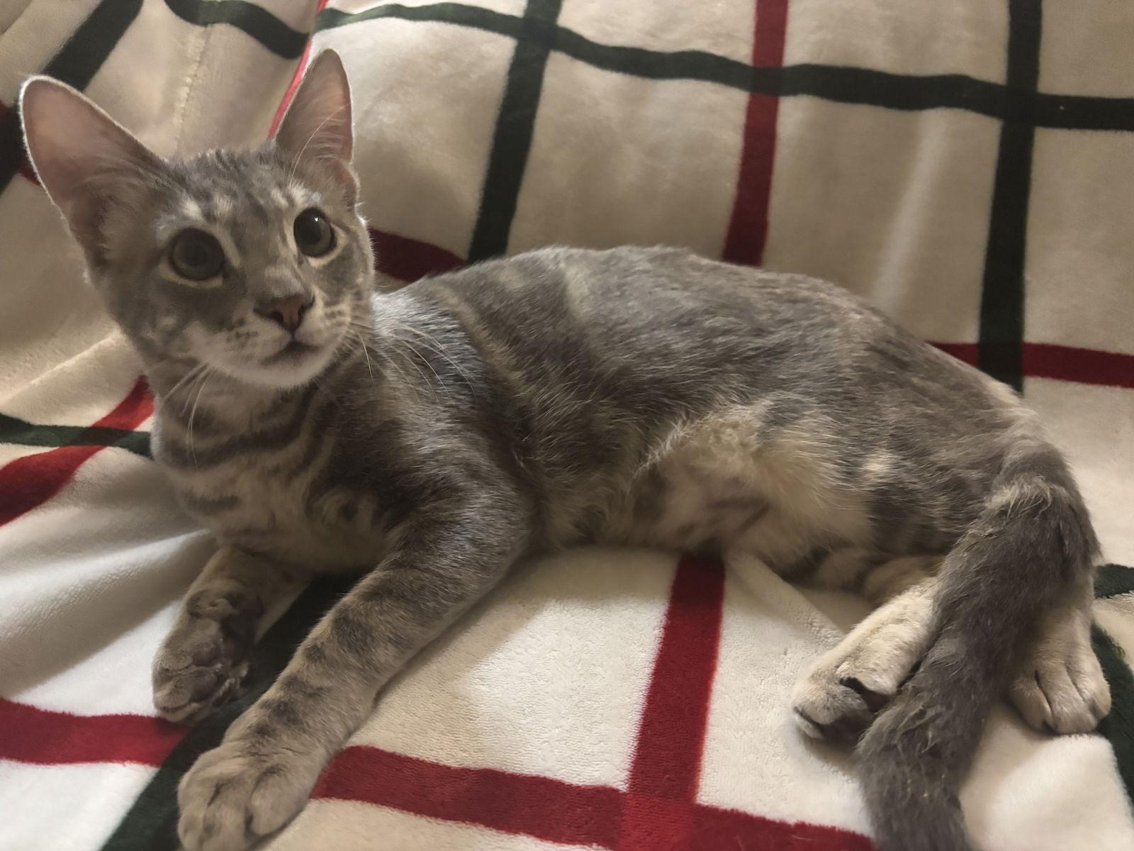 DIPPER, a Adoptable Domestic Short Hair in Santa Clara, CA image 3/3