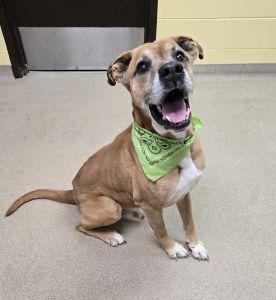 Leroy, ADOPTABLE, Senior Male Boxer & Labrador Retriever.