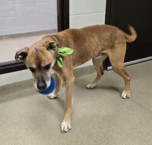 Enlarge Leroy, a ADOPTABLE mixed breed in Bucyrus, OH image 3/5