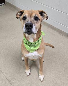 Enlarge Leroy, a ADOPTABLE mixed breed in Bucyrus, OH image 2/5