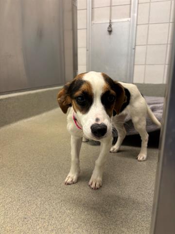 MOLLY, Adoptable, Young Female Beagle & Mixed Breed.