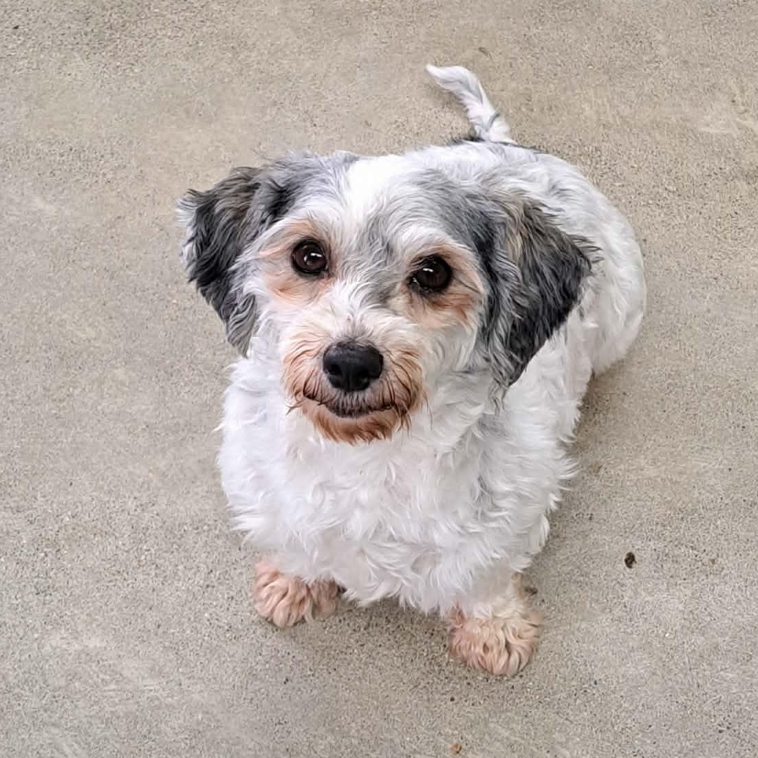 Enlarge Freedom, an adopted Havanese in Archbold , OH image 1/5