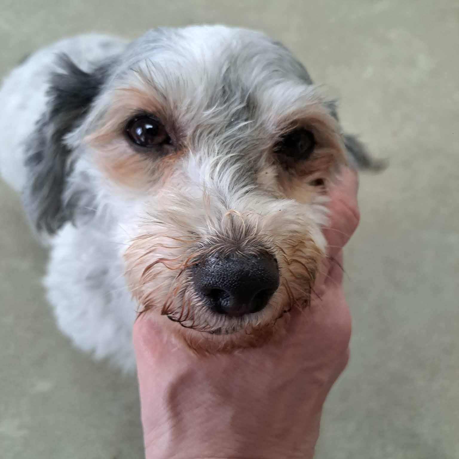 Enlarge Freedom, an adopted Havanese in Archbold , OH image 3/5