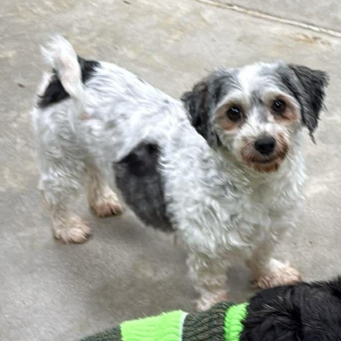 Enlarge Freedom, an adopted Havanese in Archbold , OH image 5/5