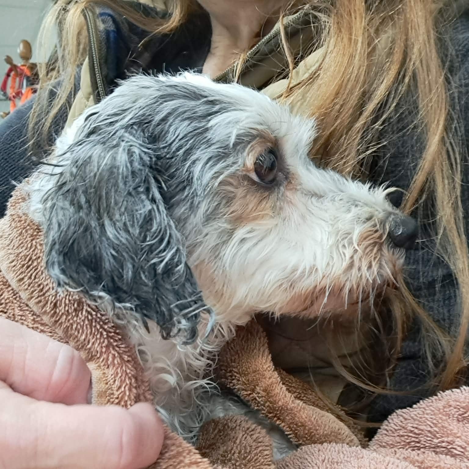Enlarge Freedom, an adopted Havanese in Archbold , OH image 4/5