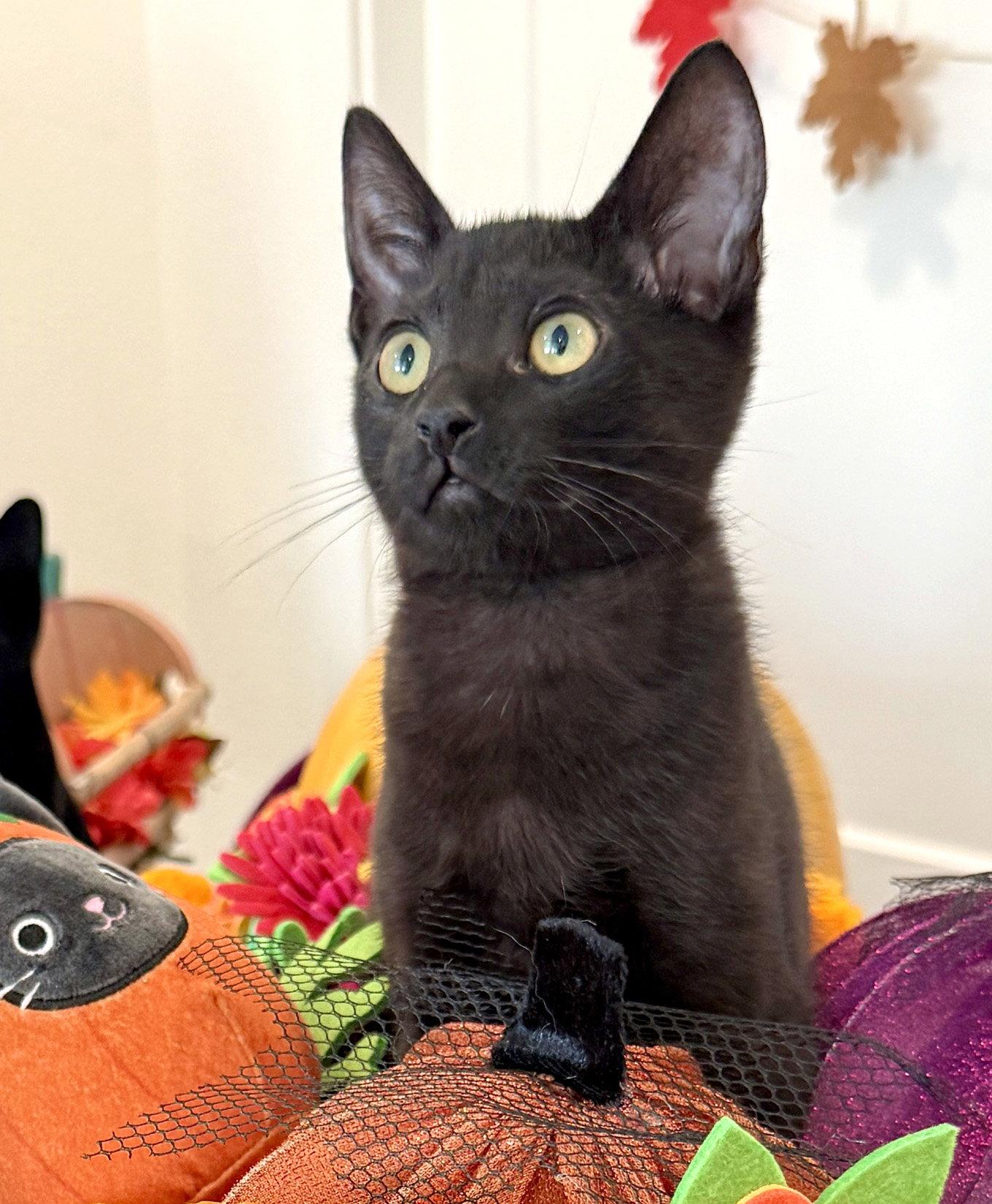 Enlarge Shy Guy, a Adoptable Domestic Short Hair in Ventura, CA image 1/3