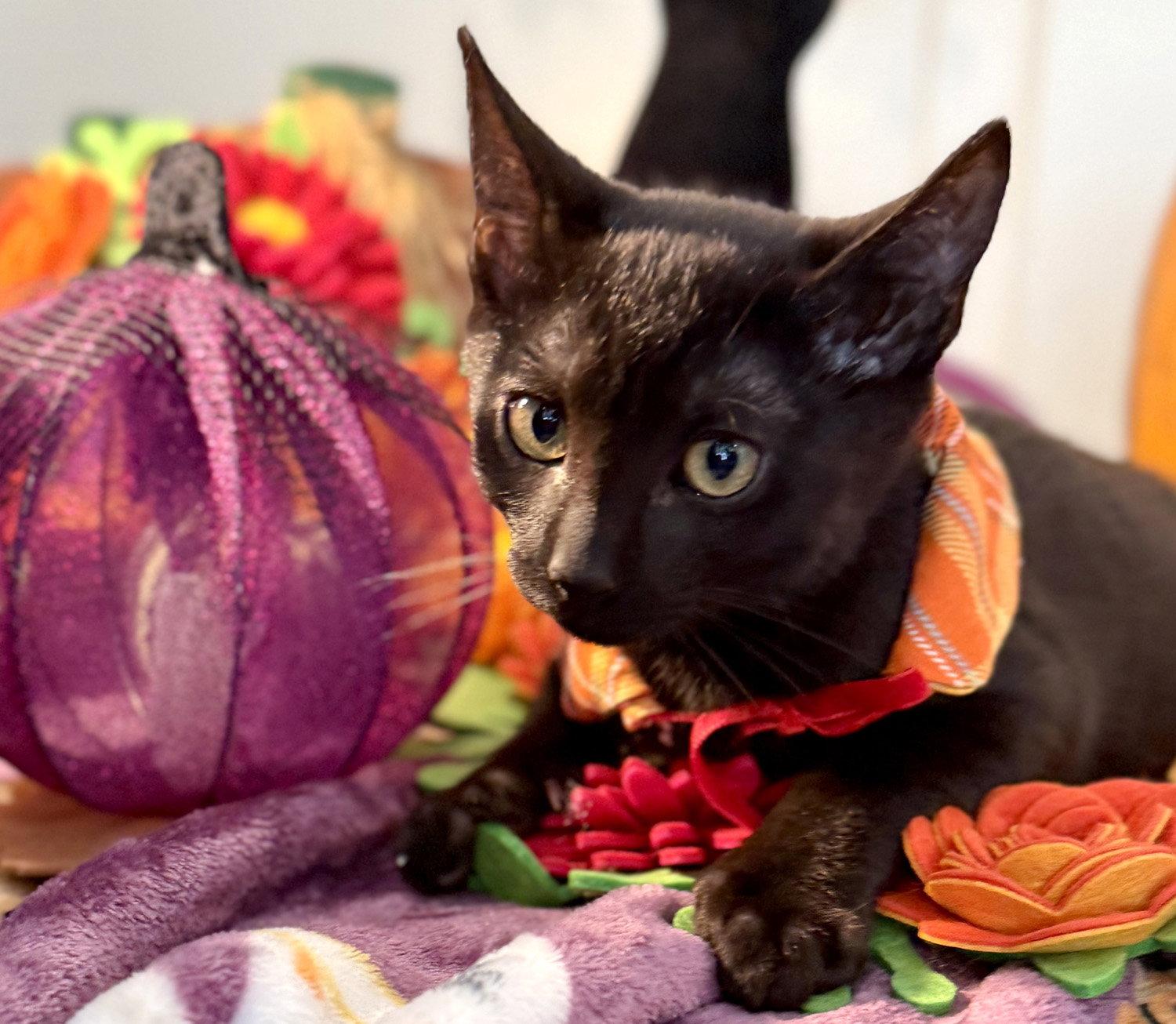 Enlarge Shy Guy, a Adoptable Domestic Short Hair in Ventura, CA image 2/3
