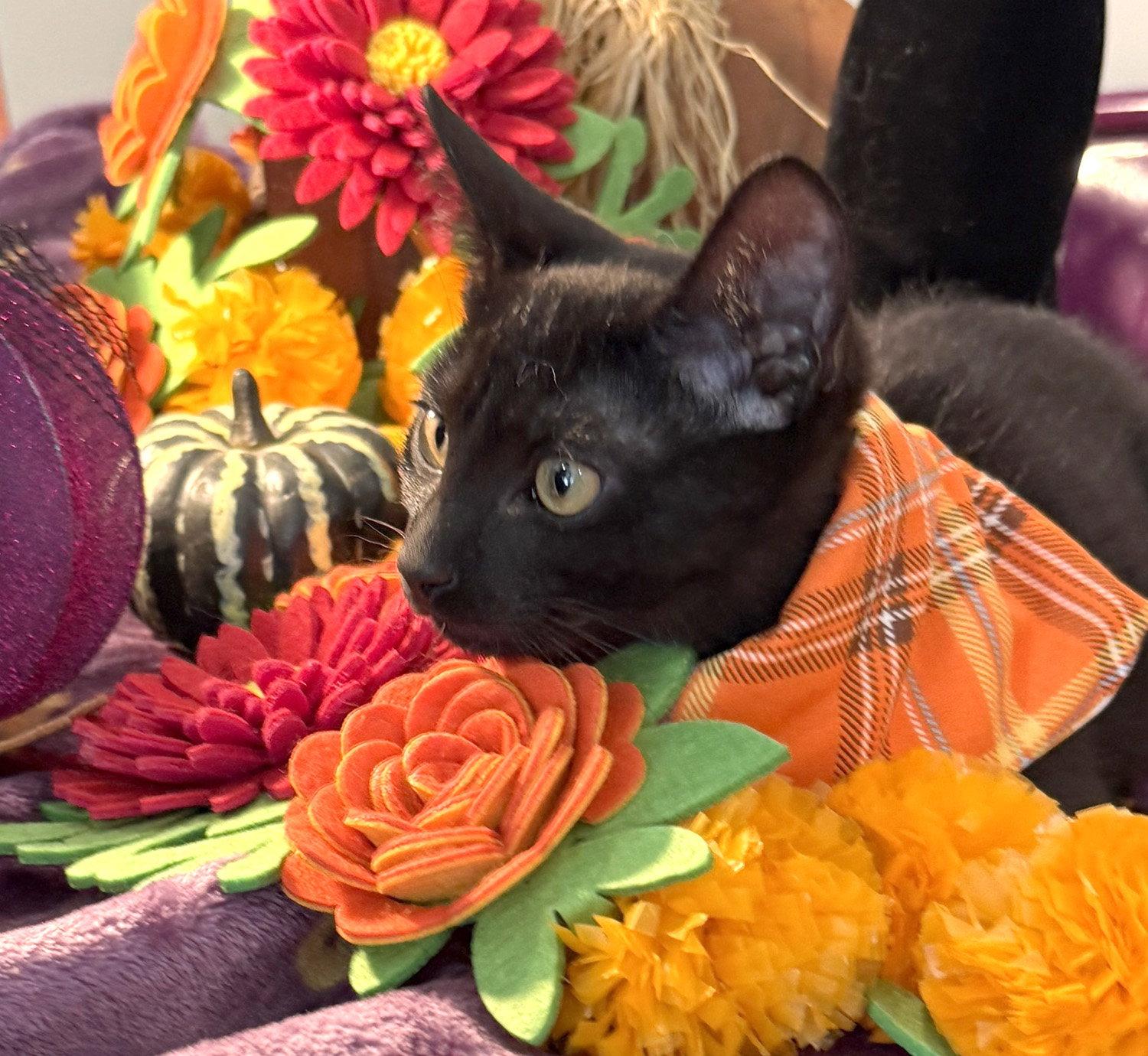 Enlarge Shy Guy, a Adoptable Domestic Short Hair in Ventura, CA image 3/3