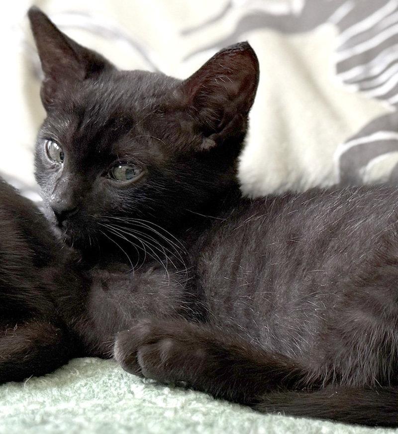 Enlarge Shy Guy, a Adoptable Domestic Short Hair in Ventura, CA image 1/2
