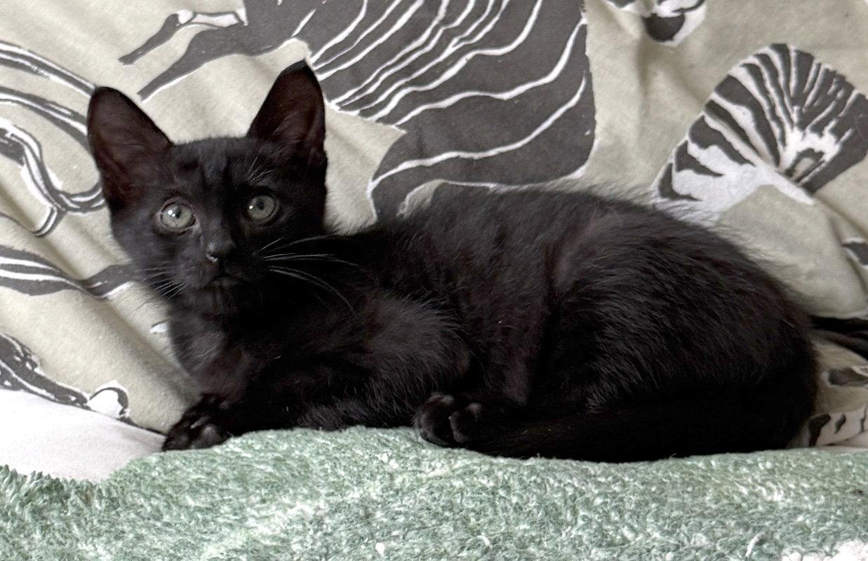 Enlarge Shy Guy, a Adoptable Domestic Short Hair in Ventura, CA image 2/2