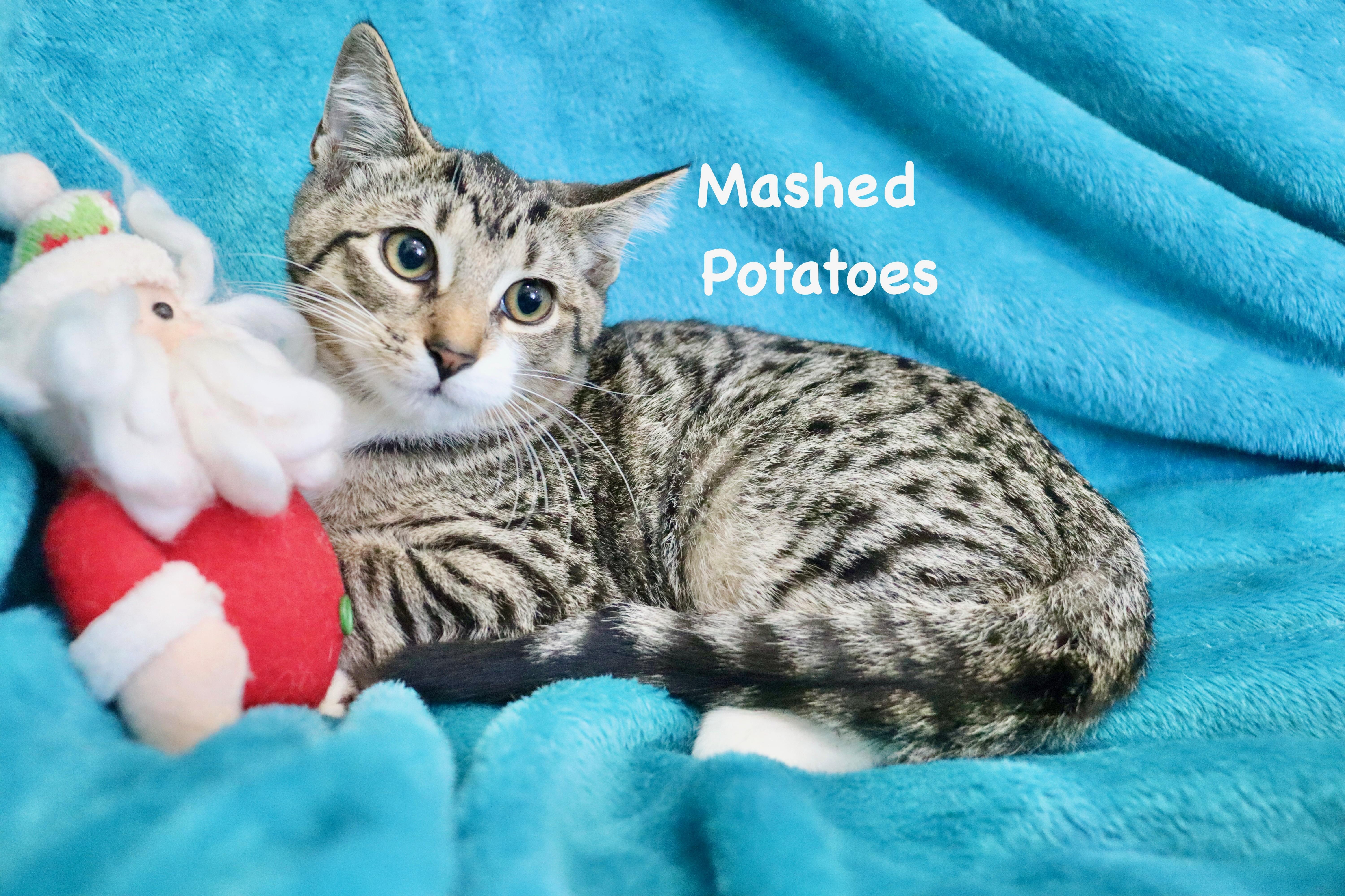 Mashed Potatoes