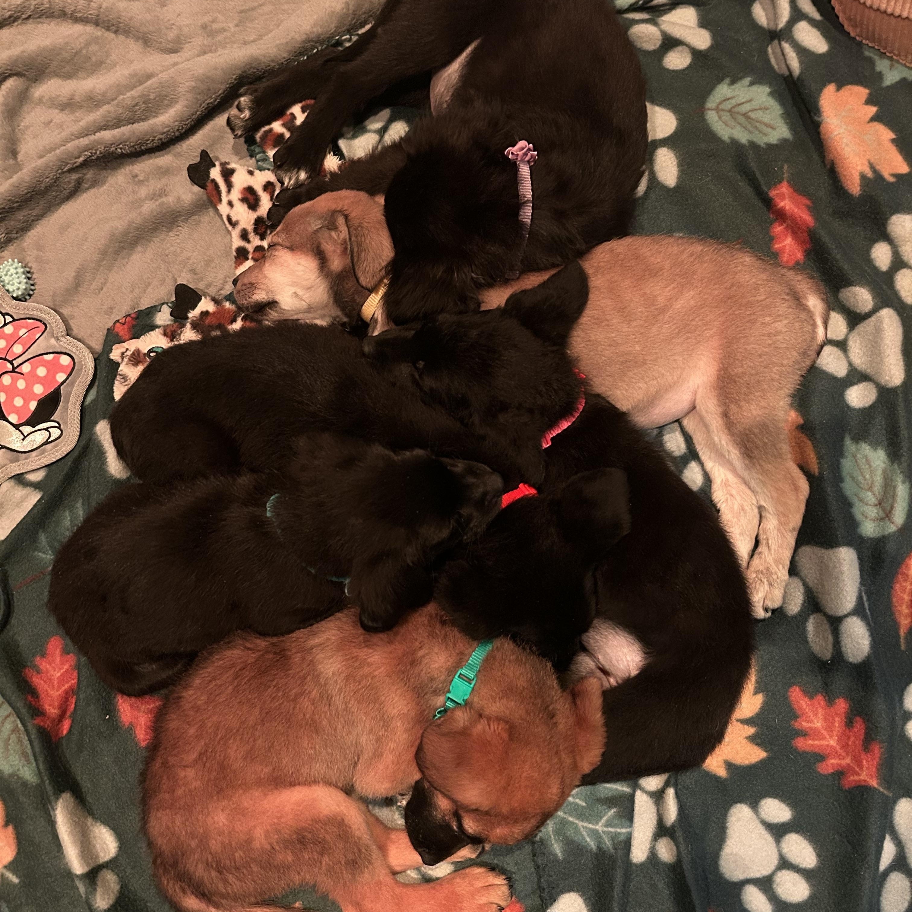 The Foodies <3, Adoptable, Puppy Female Mixed Breed.