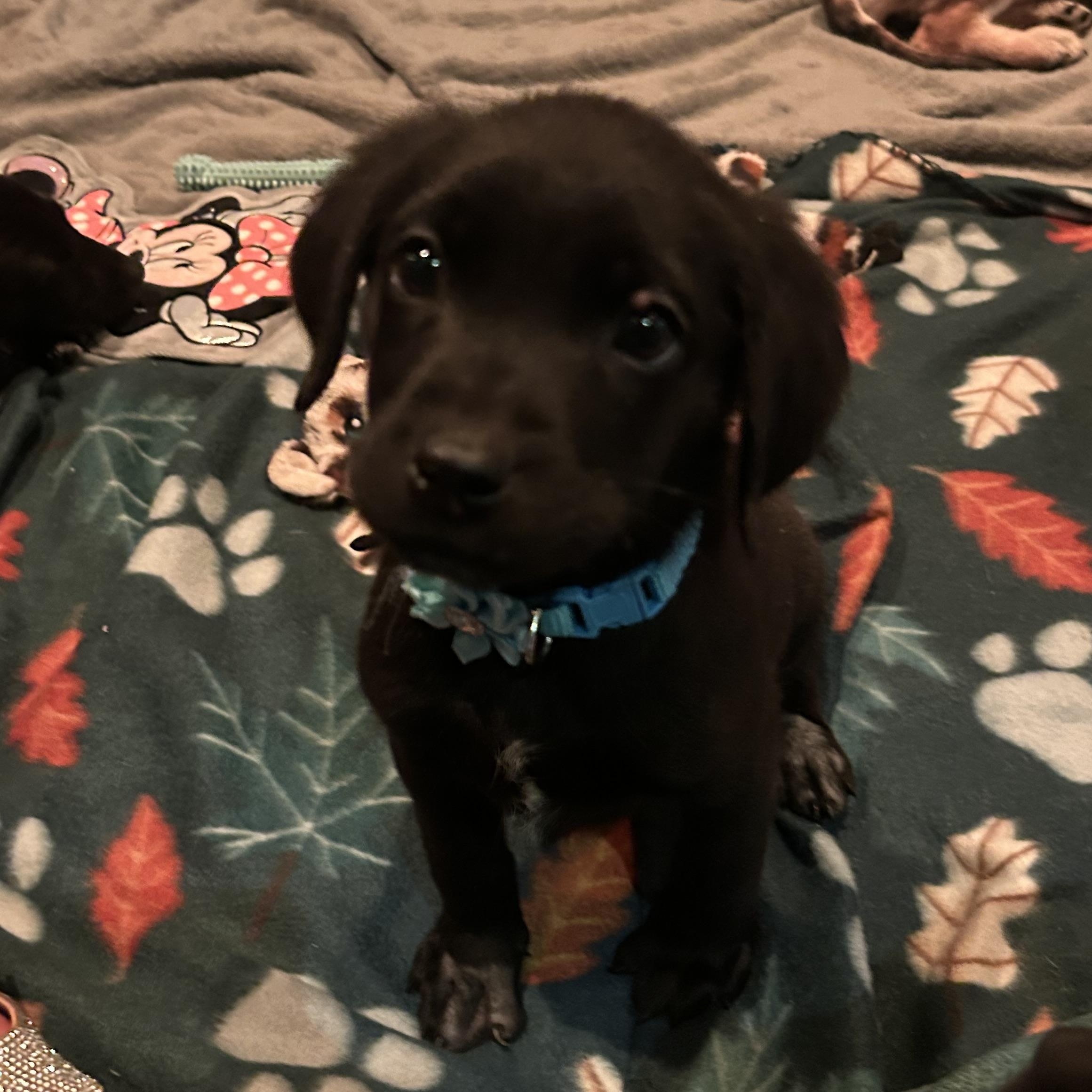 Enlarge The Foodies <3, a Adoptable Mixed Breed in Lincoln Park, MI image 3/5