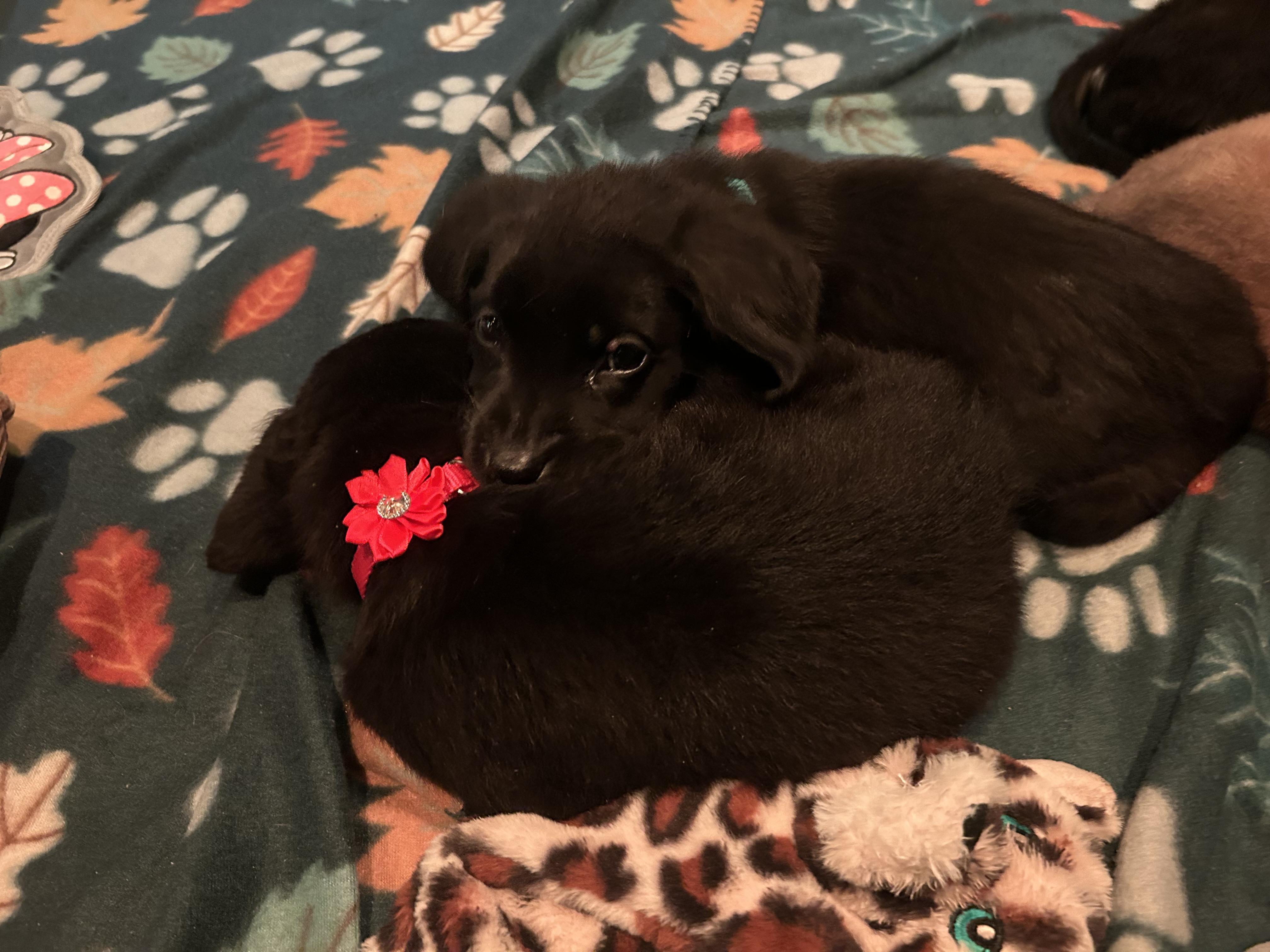 Enlarge The Foodies <3, a Adoptable Mixed Breed in Lincoln Park, MI image 4/5