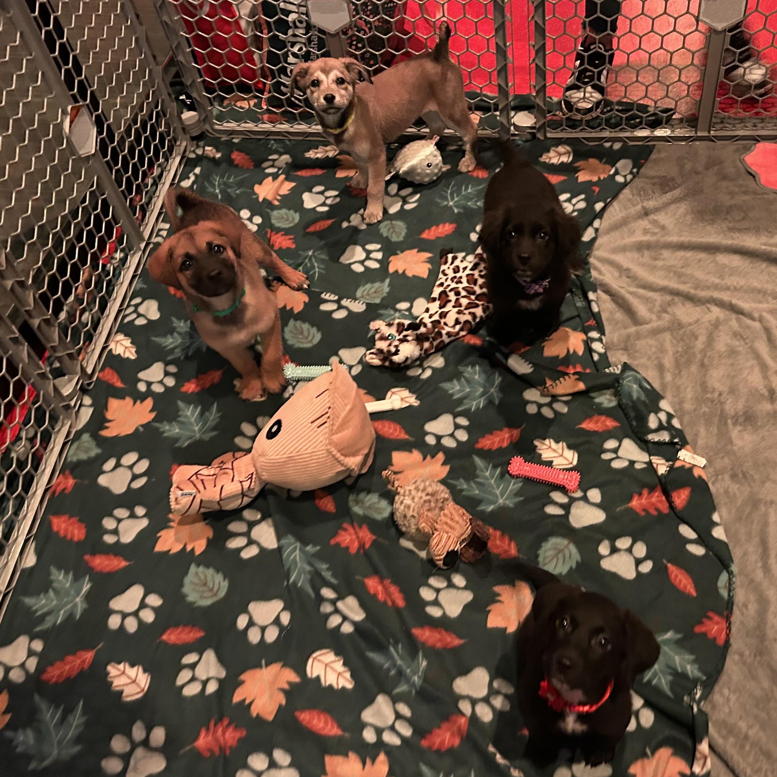 Enlarge The Foodies <3, a Adoptable Mixed Breed in Lincoln Park, MI image 2/5