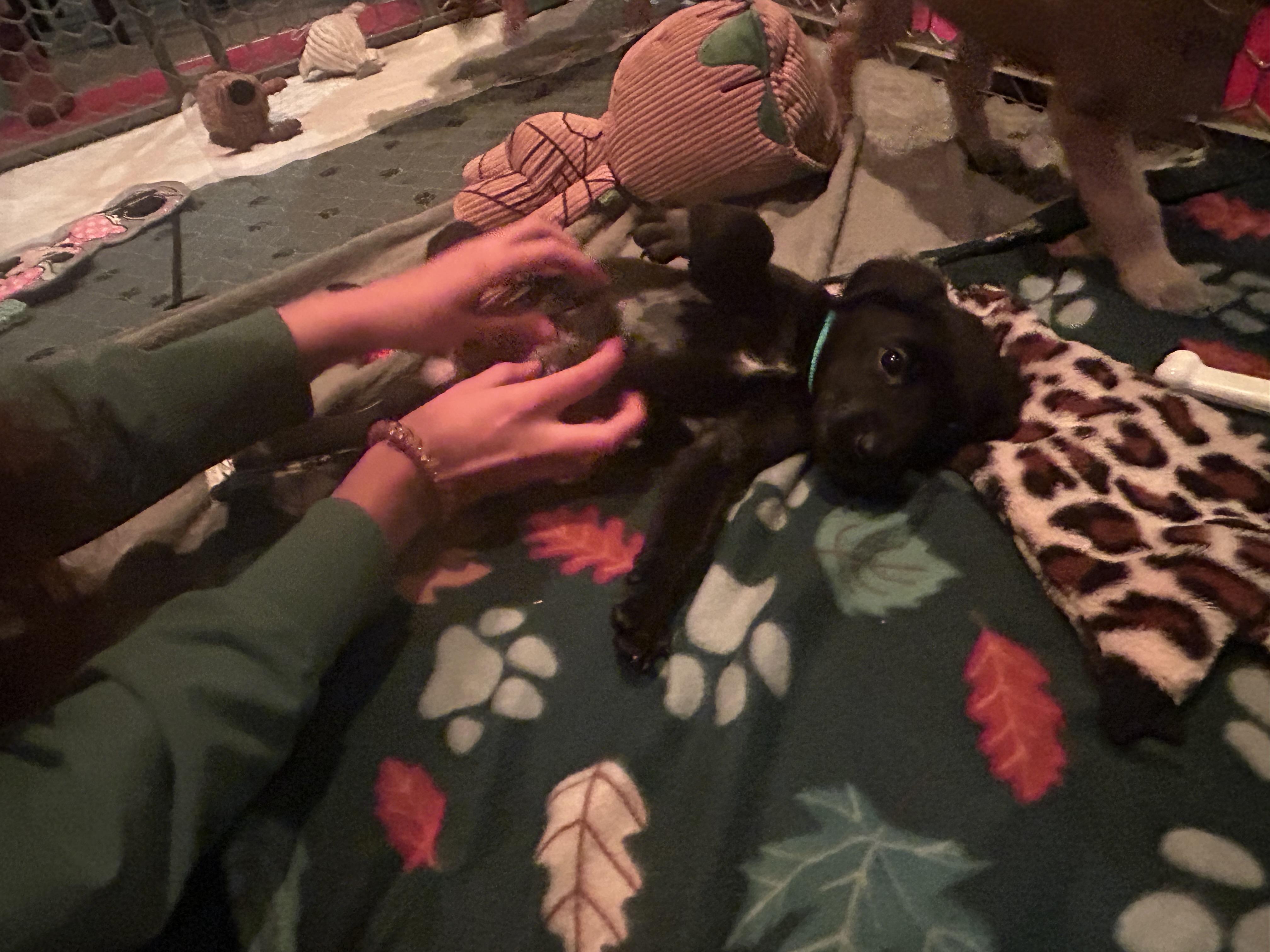 Enlarge The Foodies <3, a Adoptable Mixed Breed in Lincoln Park, MI image 5/5