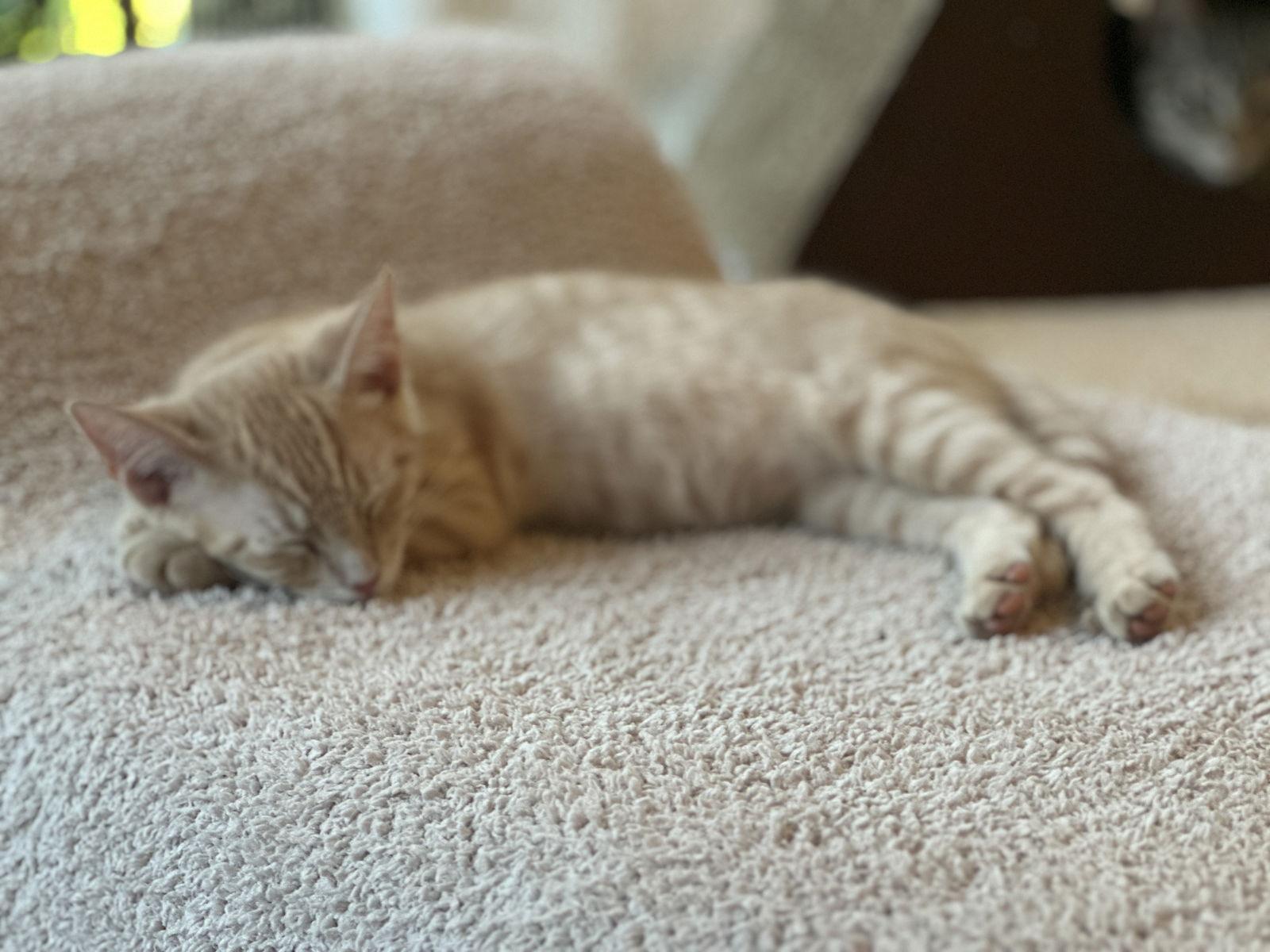 Enlarge Willoughby, a Adoptable Domestic Short Hair in The Woodlands, TX image 1/3