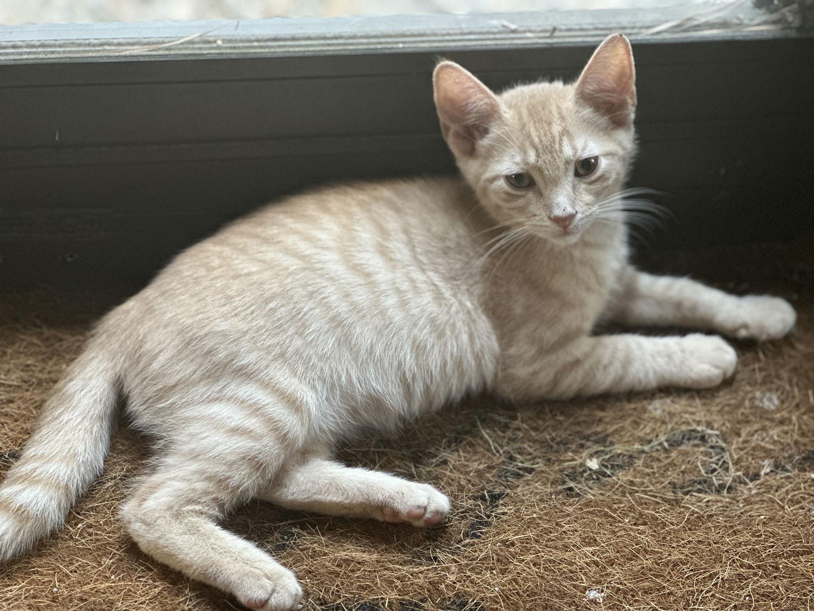 Enlarge Willoughby, a Adoptable Domestic Short Hair in The Woodlands, TX image 3/3