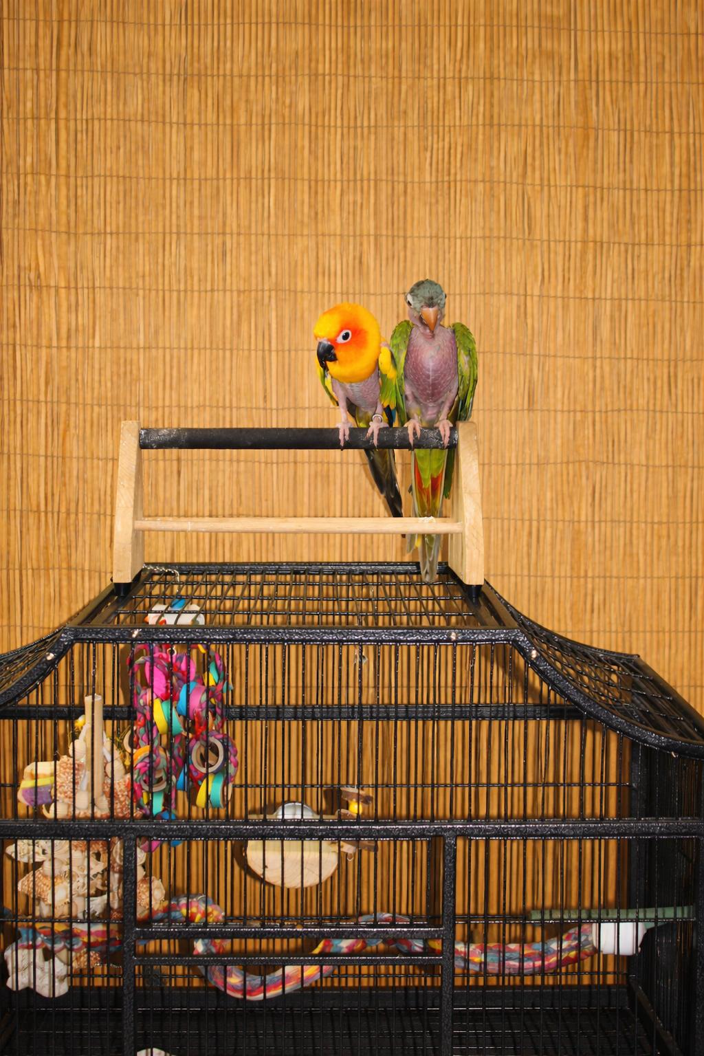 2 (Special Needs) Blue Crowned & Sun Conures "Snitch & Baby Senior Feather Plucked, ADOPTABLE, Senior Male Conure.