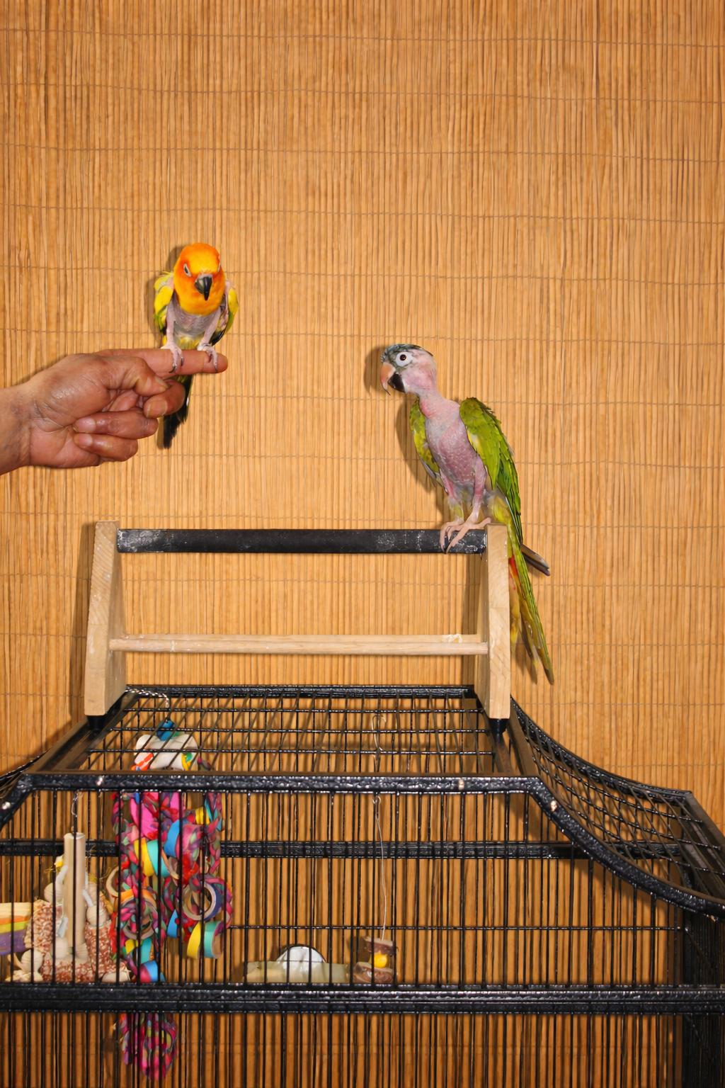 2 (Special Needs) Blue Crowned & Sun Conures "Snitch & Baby Senior Feather Plucked, a ADOPTABLE Conure in Vancouver, WA image 5/6