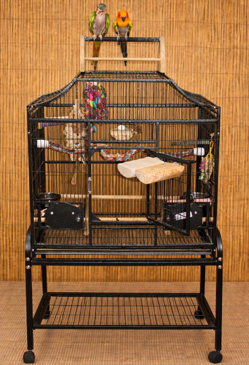 2 (Special Needs) Blue Crowned & Sun Conures "Snitch & Baby Senior Feather Plucked, a ADOPTABLE Conure in Vancouver, WA image 2/6