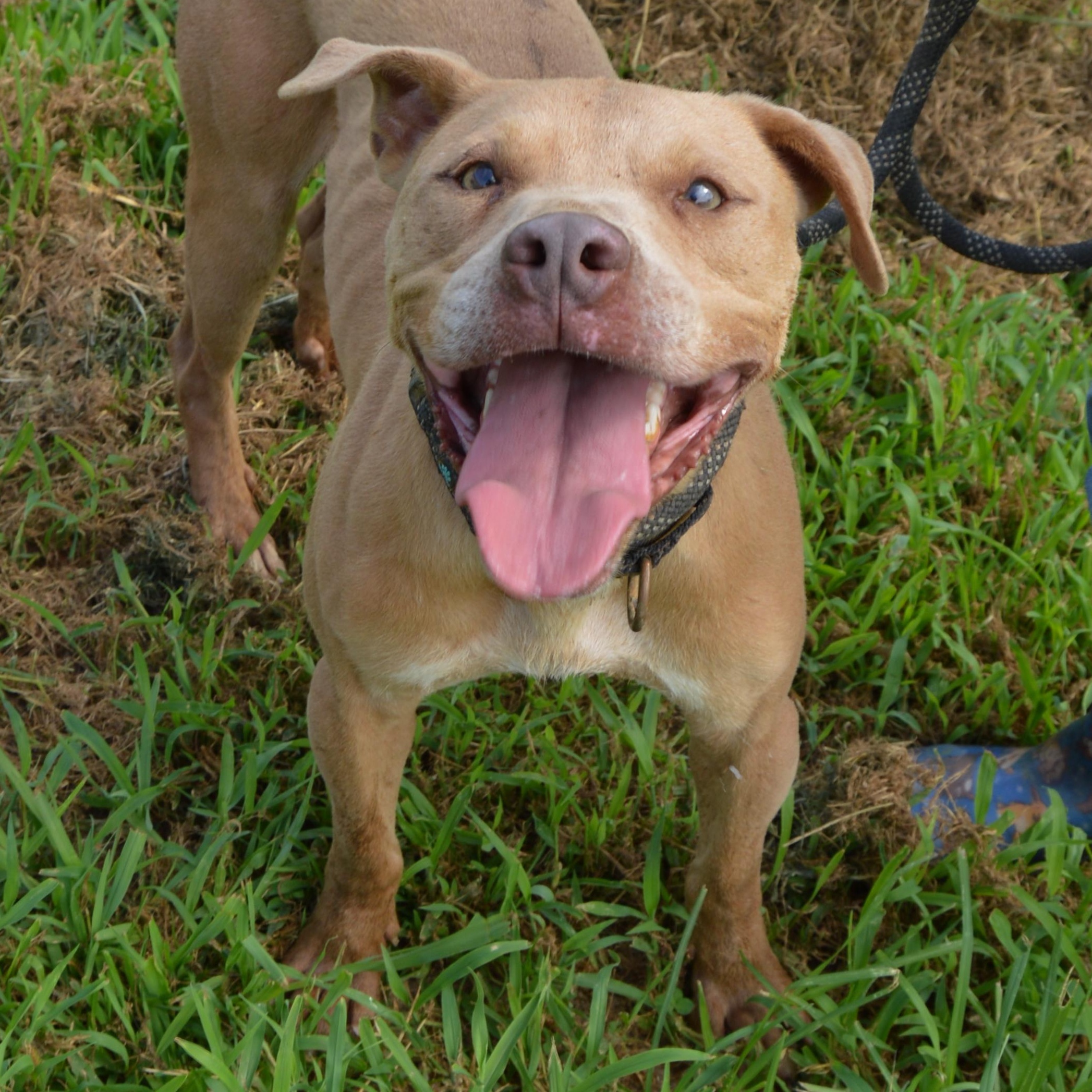 Enlarge Ducky, a Adoptable mixed breed in McKenzie, TN image 4/6