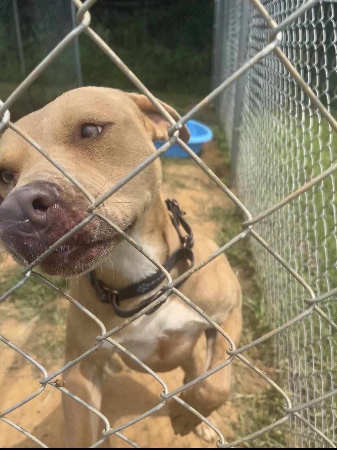 Enlarge Ducky, a Adoptable mixed breed in McKenzie, TN image 7/7