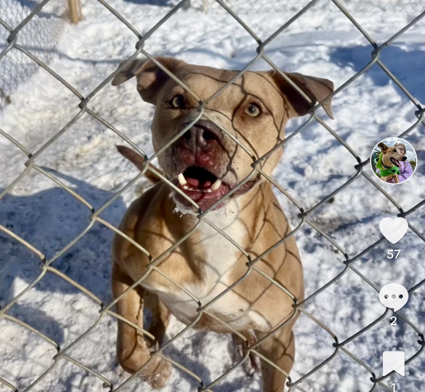 Ducky, Adoptable, Adult Male Terrier & American Staffordshire Terrier.