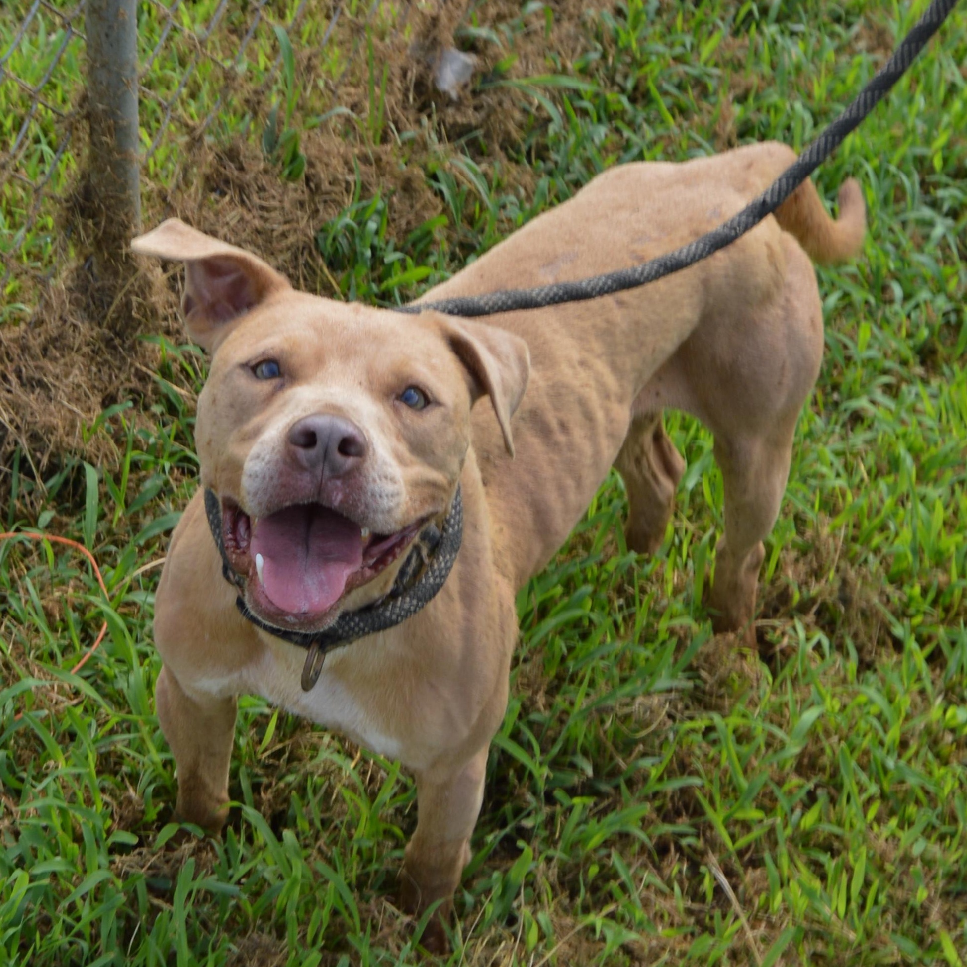 Ducky, Adoptable, Adult Male Terrier & American Staffordshire Terrier.