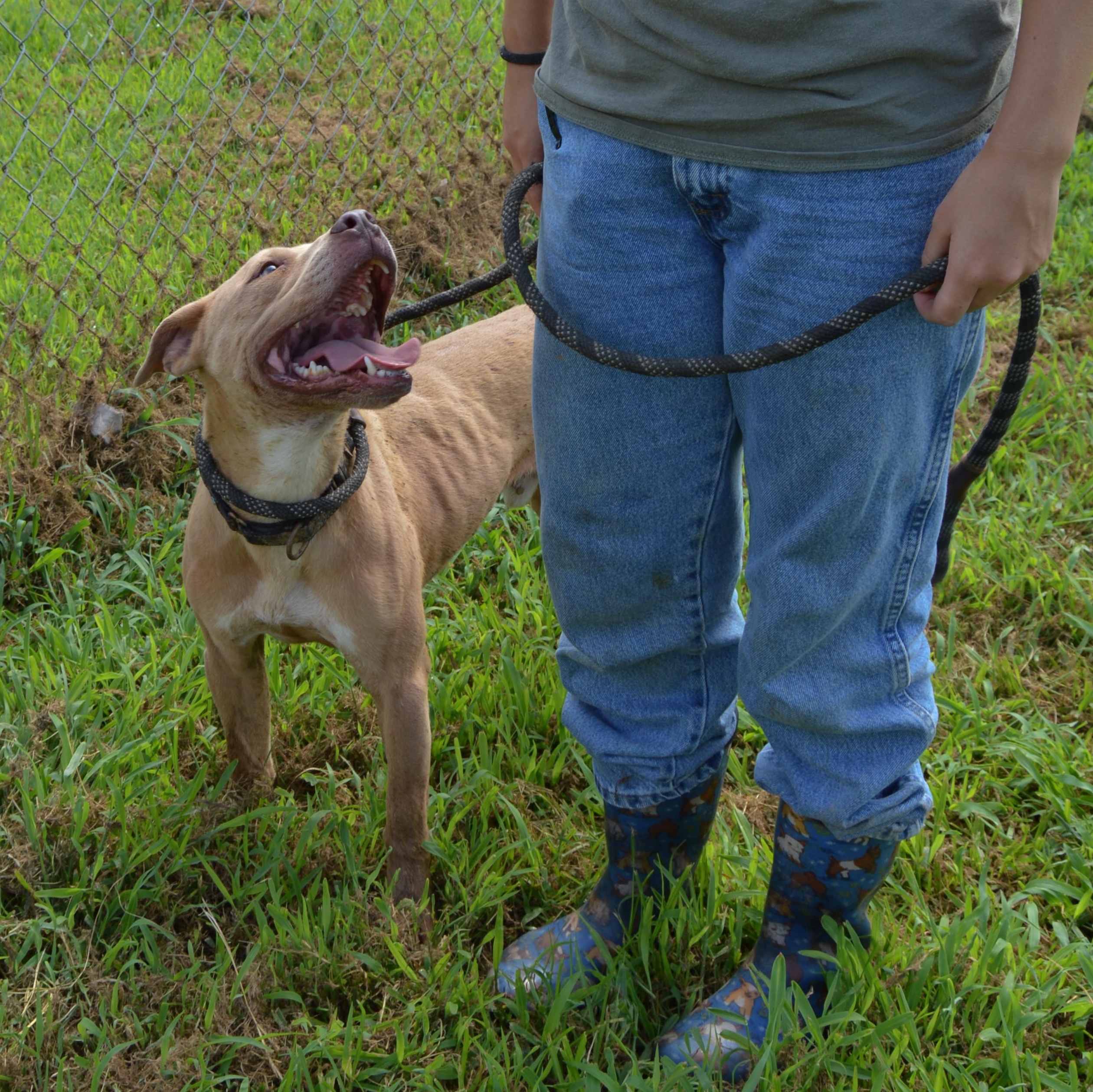 Enlarge Ducky, a Adoptable mixed breed in McKenzie, TN image 6/6