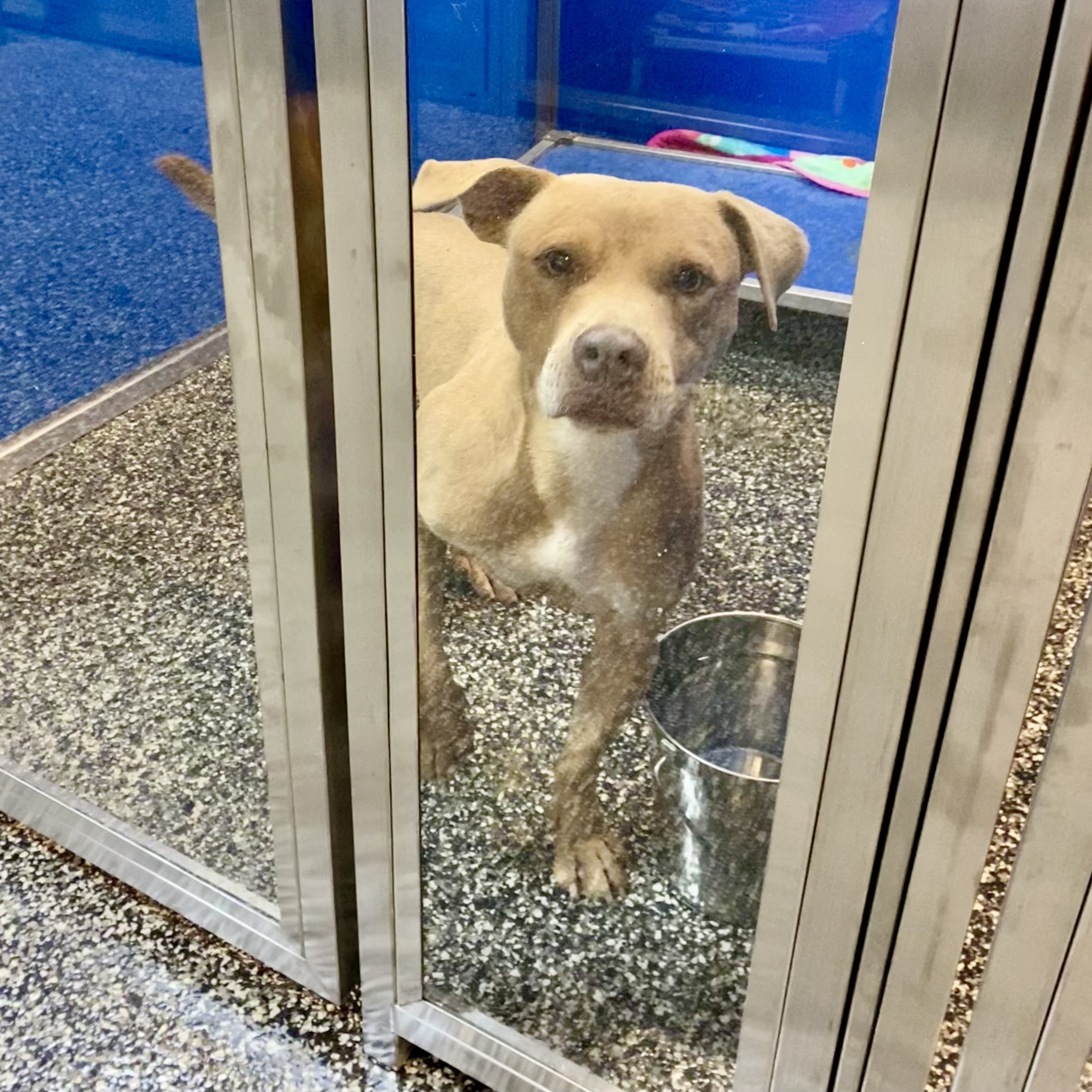 Ducky, an adoptable Terrier in McKenzie, TN, 38201 | Photo Image 2