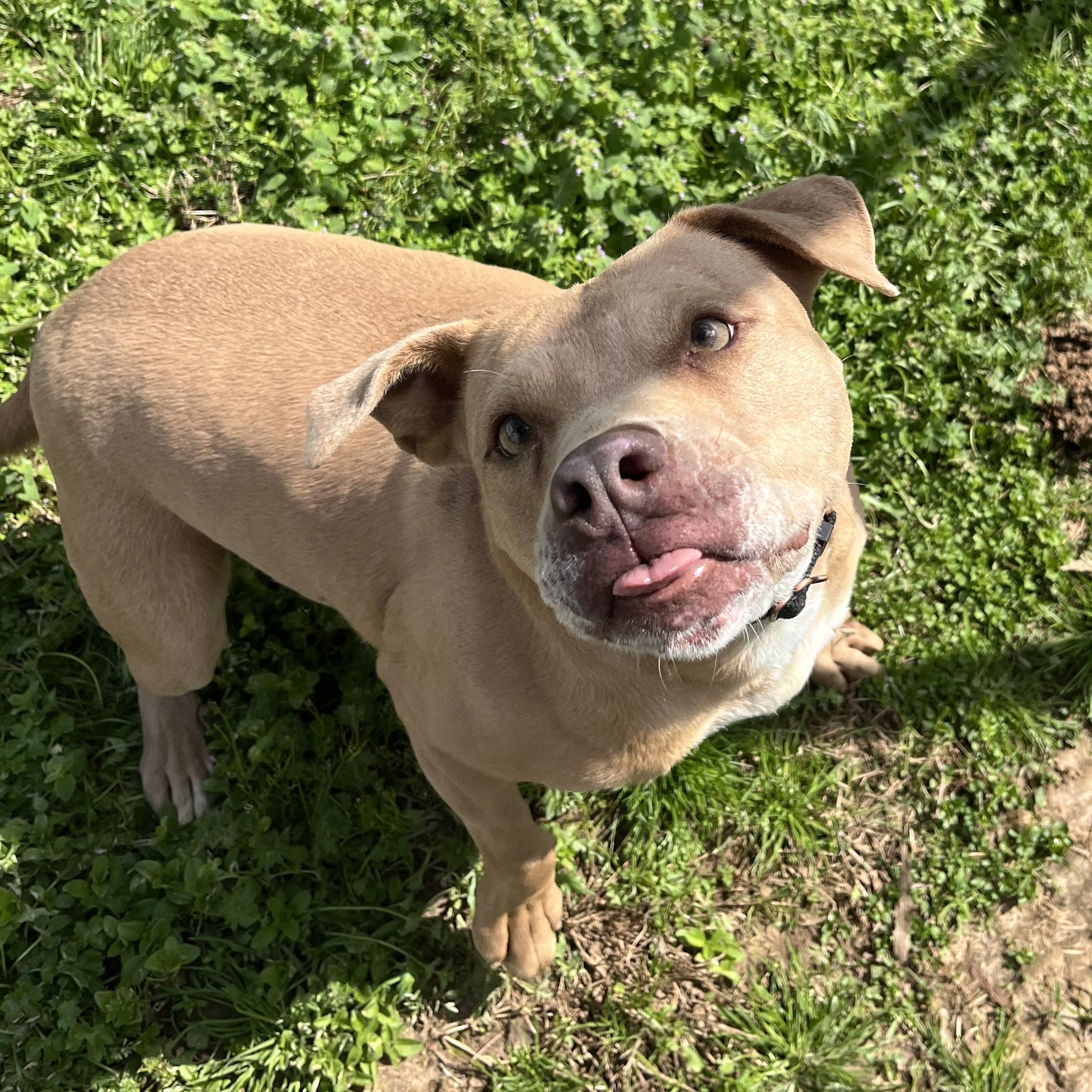 Enlarge Ducky, a Adoptable mixed breed in McKenzie, TN image 2/5