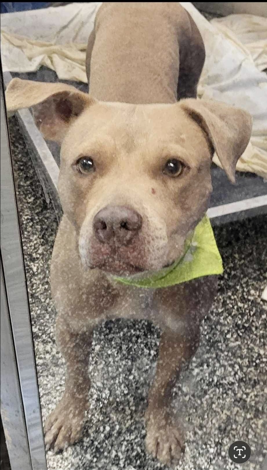 Ducky, an adoptable Terrier in McKenzie, TN, 38201 | Photo Image 3