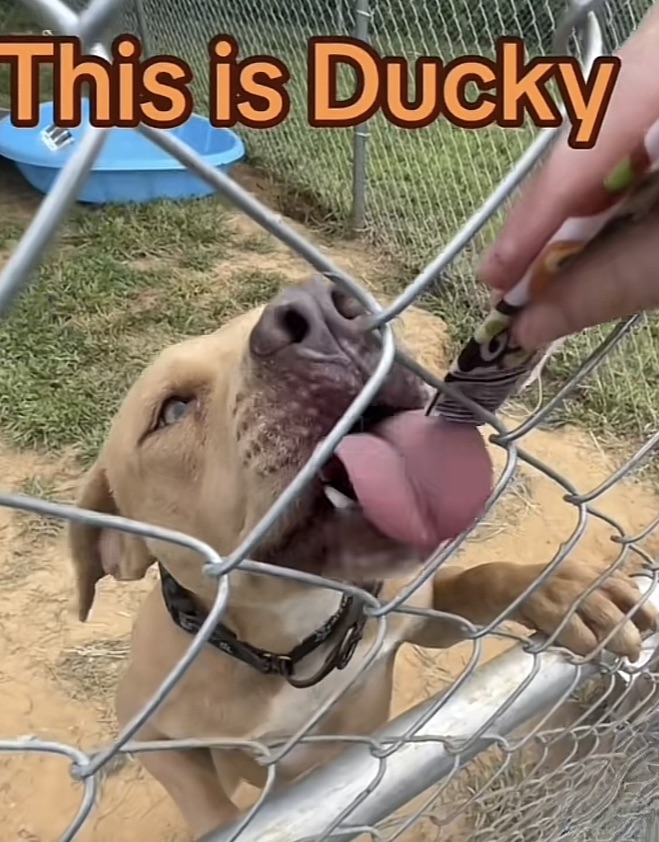 Ducky, a Adoptable mixed breed in McKenzie, TN image 6/7