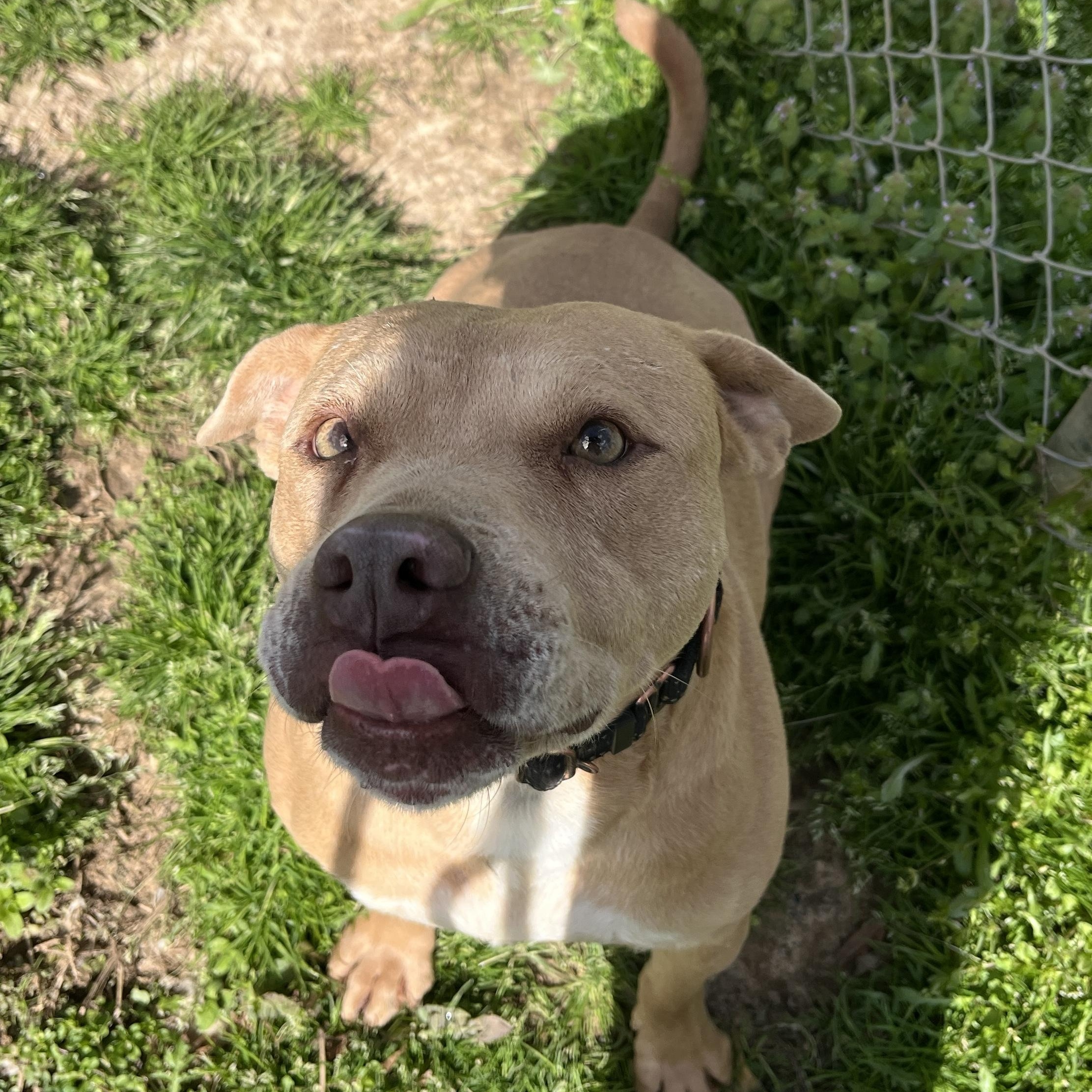 Ducky, Adoptable, Adult Male Terrier & American Staffordshire Terrier.