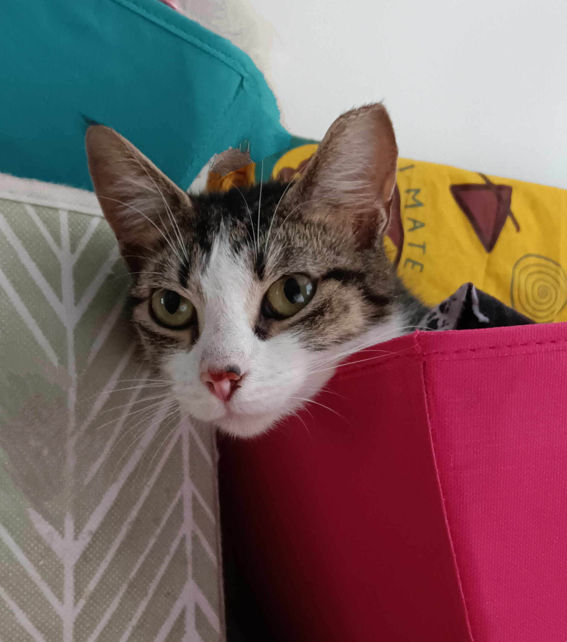 Cat for adoption Myrtle, a Domestic Short Hair in Knoxville, TN