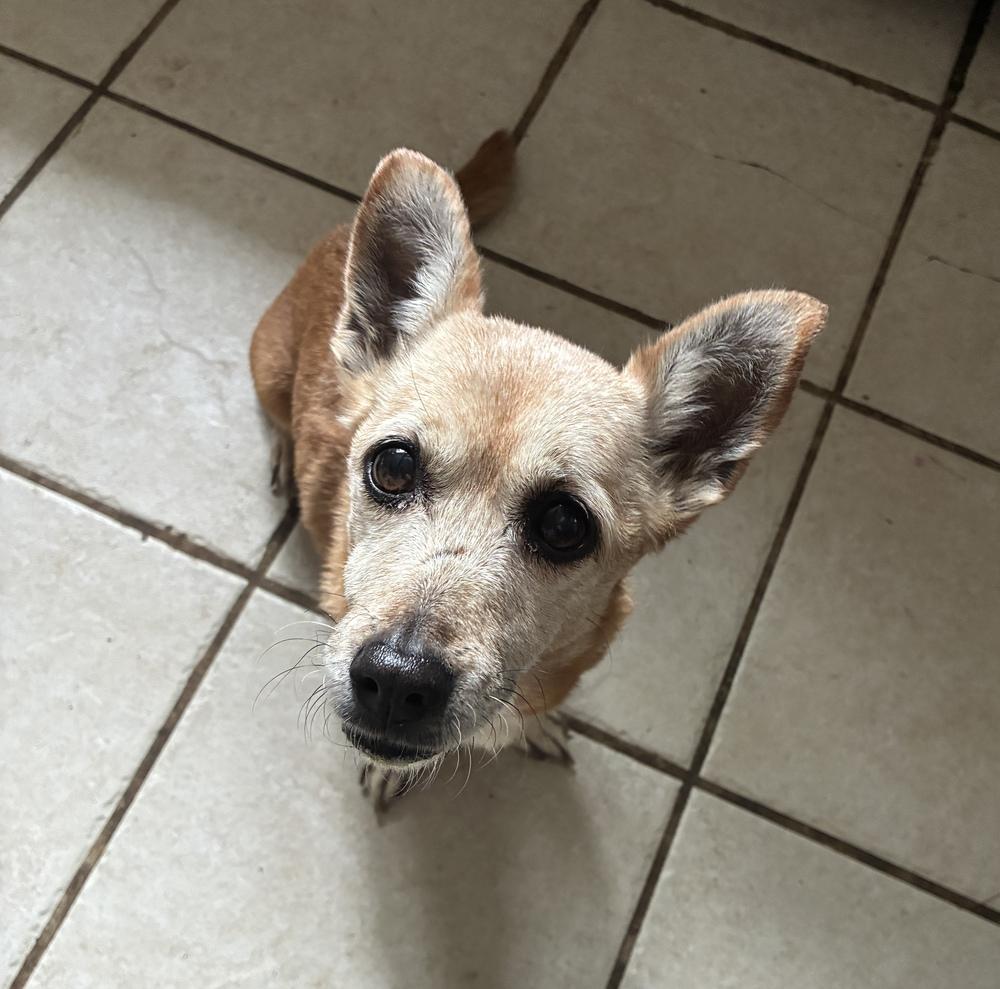 Glorious Glory, a Adoptable mixed breed in Randolph, MA image 1/4