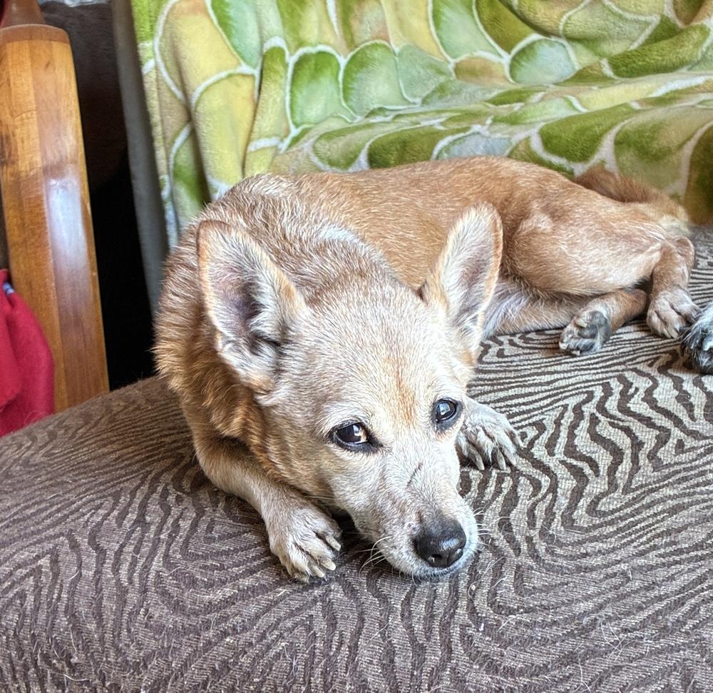 Glorious Glory, a Adoptable mixed breed in Randolph, MA image 2/4