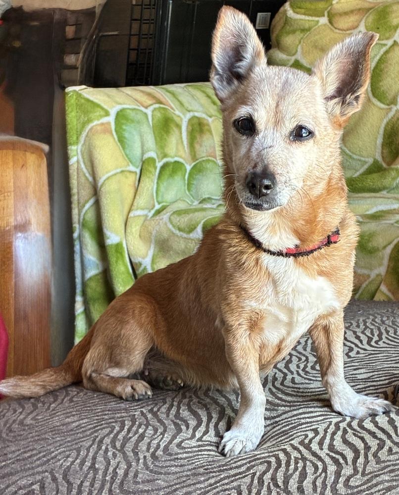 Glorious Glory, a Adoptable mixed breed in Randolph, MA image 3/4
