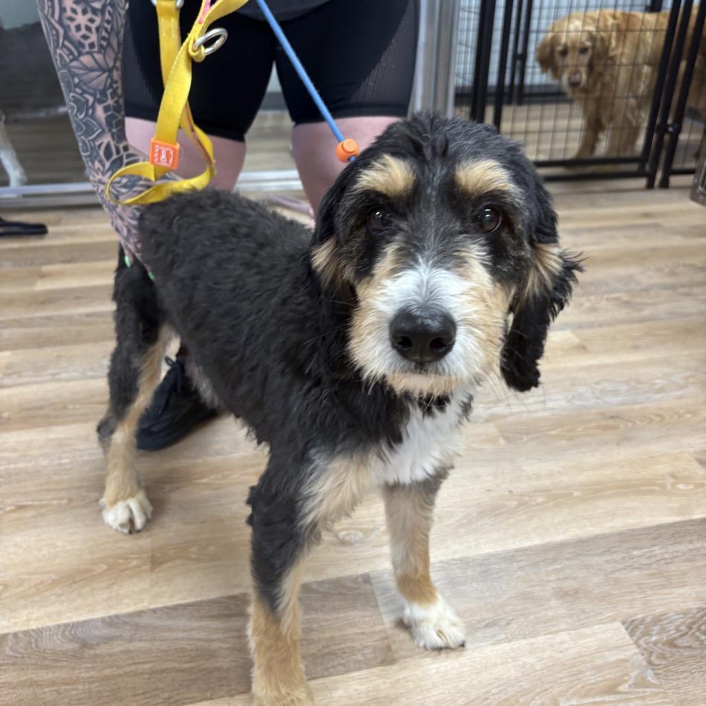 Enlarge Nova, a Adoptable mixed breed in Sinking Spring, PA image 1/6