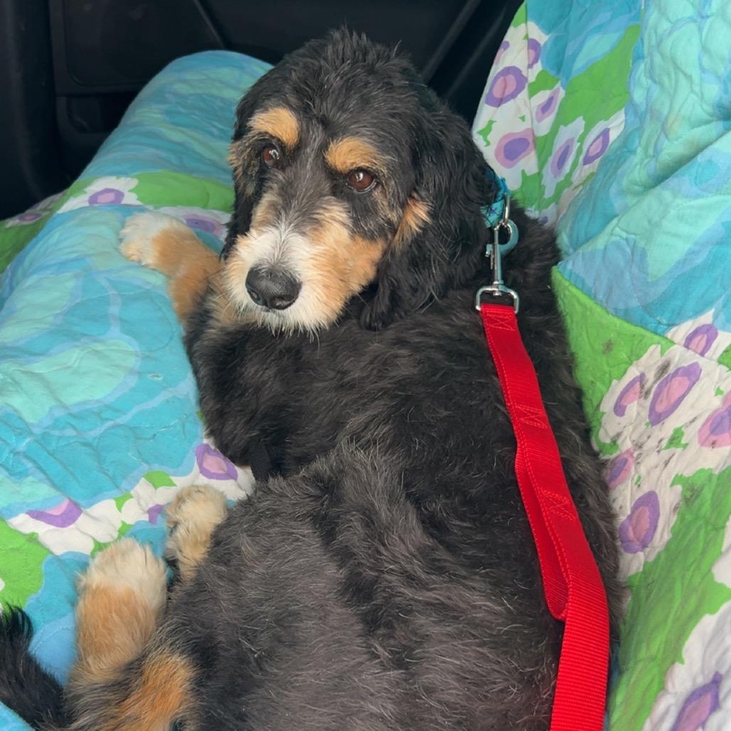 Enlarge Nova, a Adoptable mixed breed in Sinking Spring, PA image 2/6