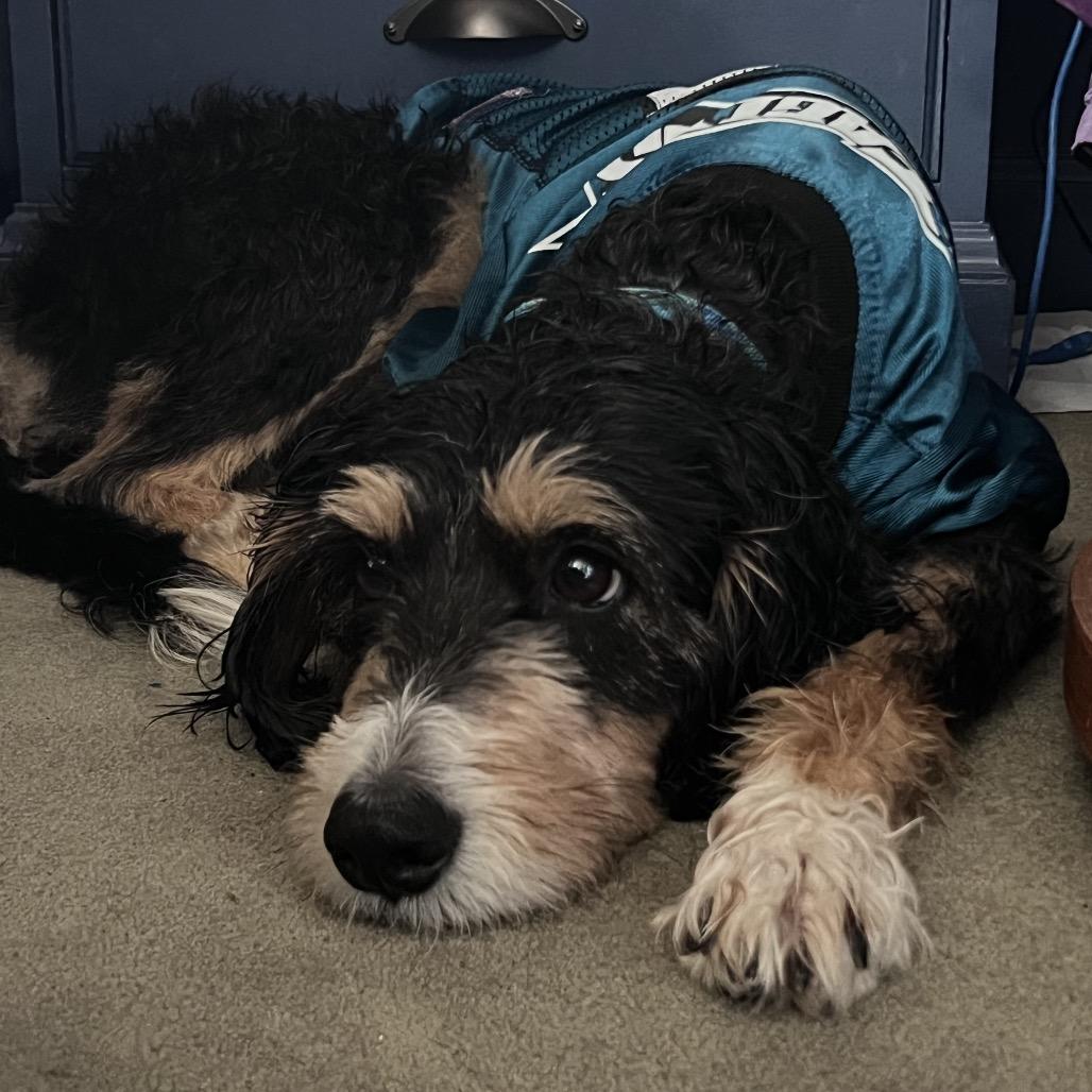 Enlarge Nova, a Adoptable mixed breed in Sinking Spring, PA image 3/6