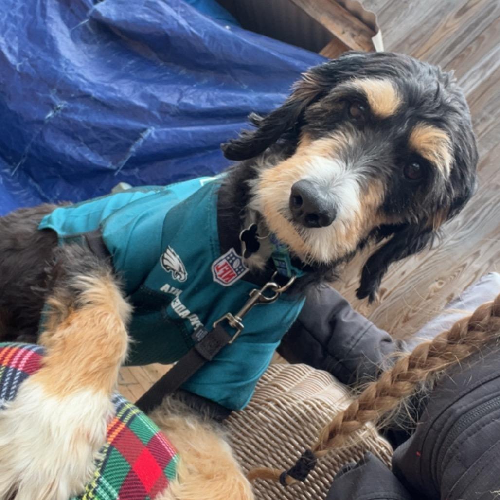 Enlarge Nova, a Adoptable mixed breed in Sinking Spring, PA image 4/6