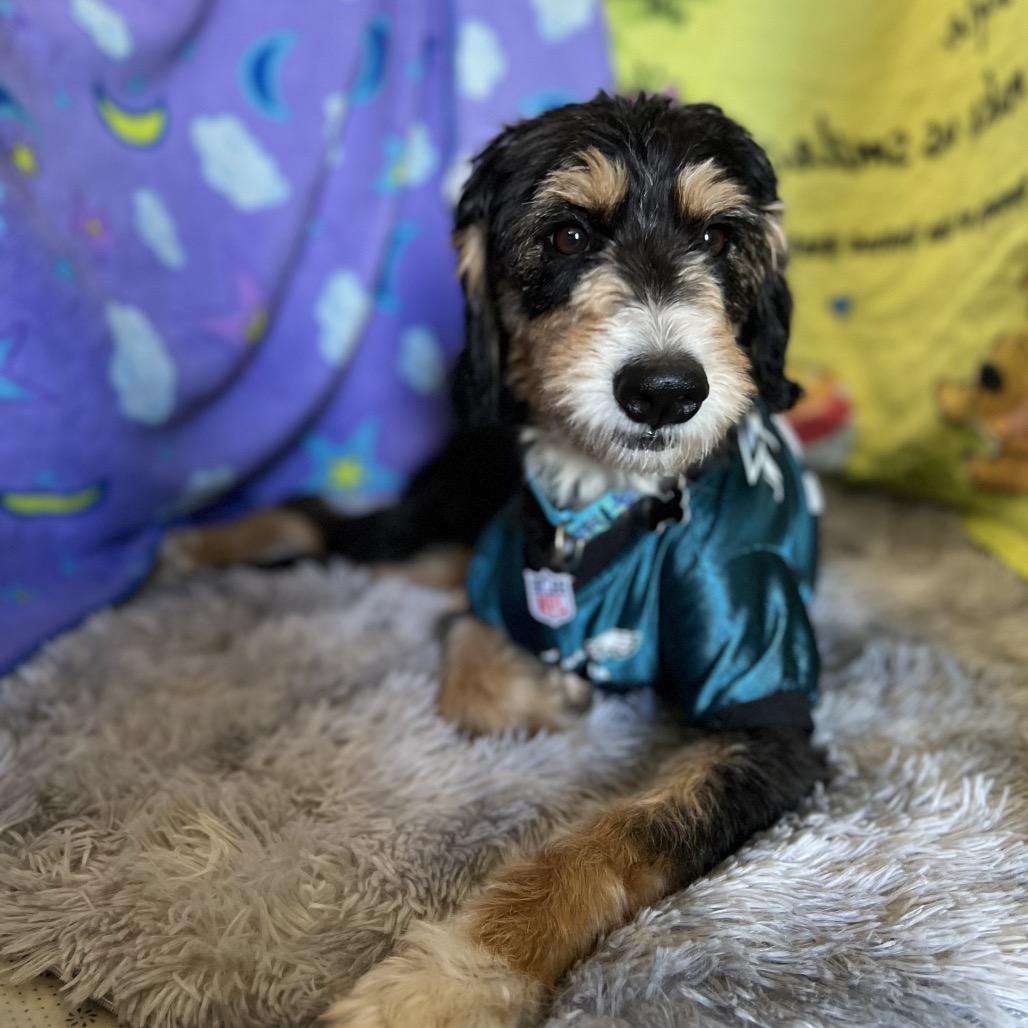 Enlarge Nova, a Adoptable mixed breed in Sinking Spring, PA image 5/6