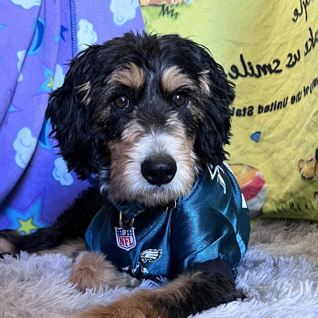 Enlarge Nova, a Adoptable mixed breed in Sinking Spring, PA image 6/6