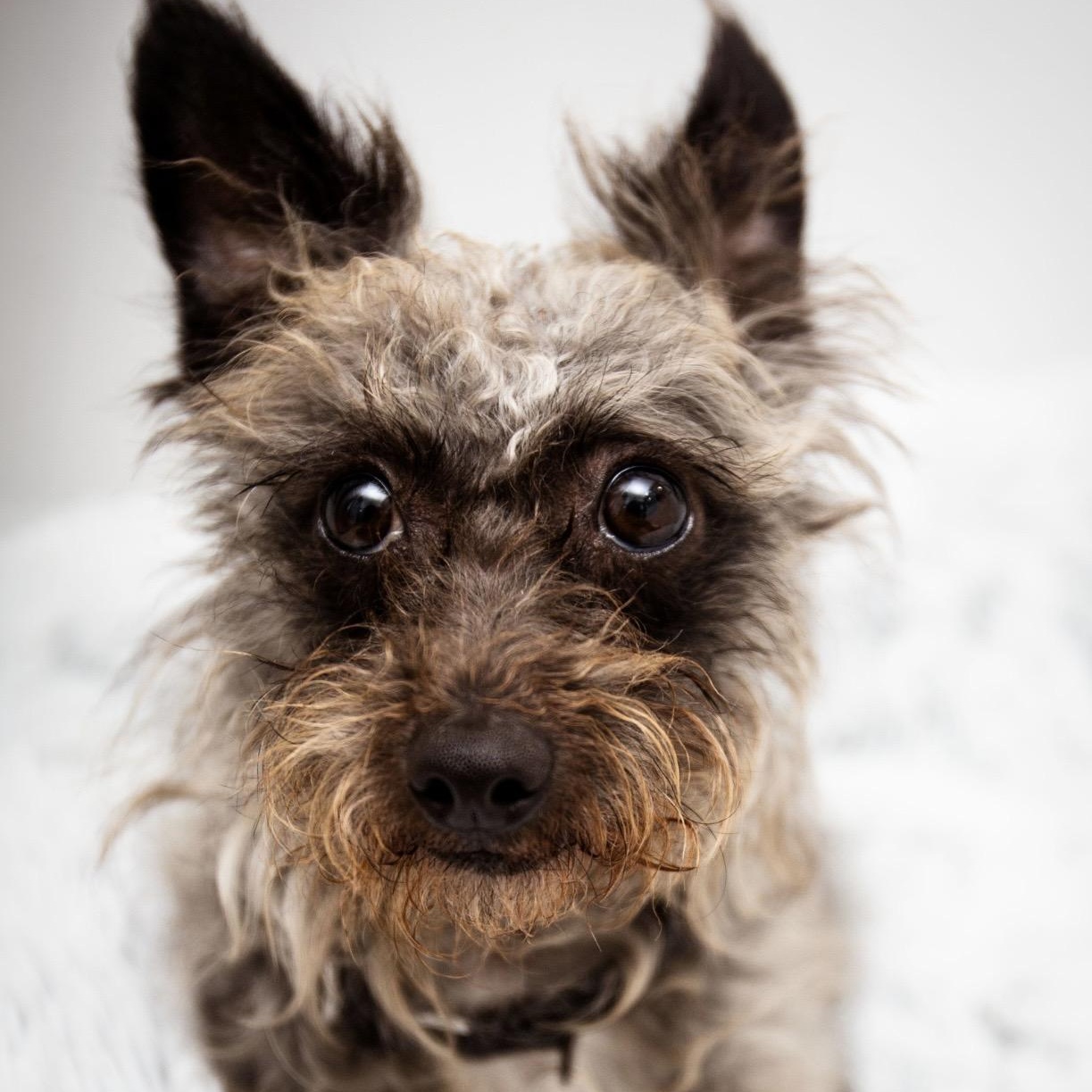 Mickie, a ADOPTABLE mixed breed in Santa Monica, CA image 2/6