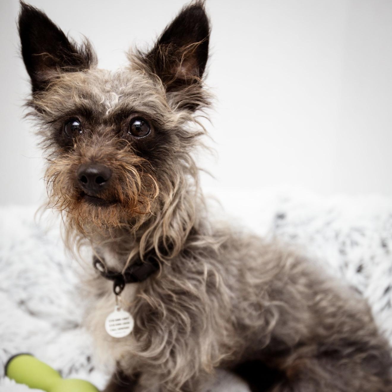 Mickie, a ADOPTABLE mixed breed in Santa Monica, CA image 5/6