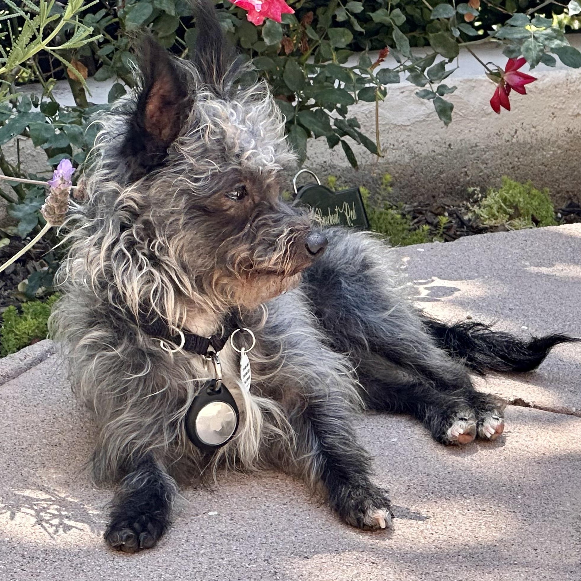 Mickie, a ADOPTABLE mixed breed in Santa Monica, CA image 3/6